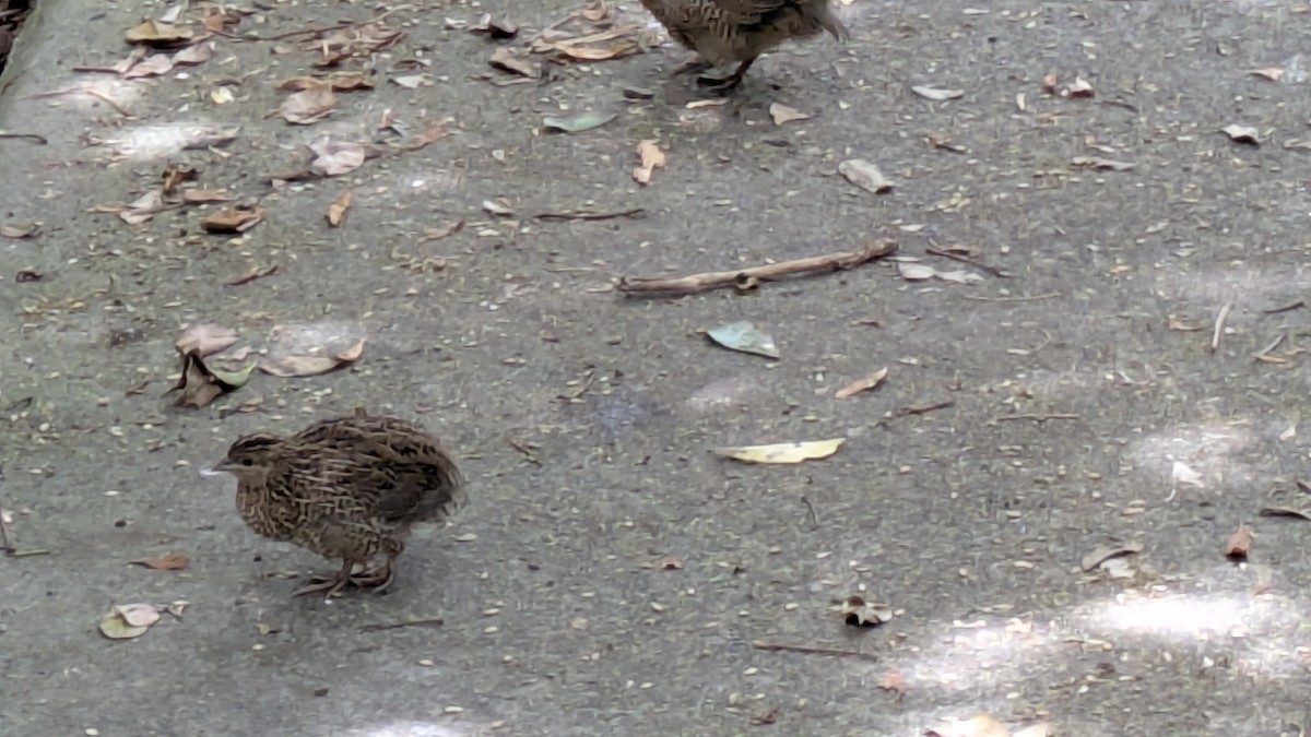 Brown Quail - ML631864381