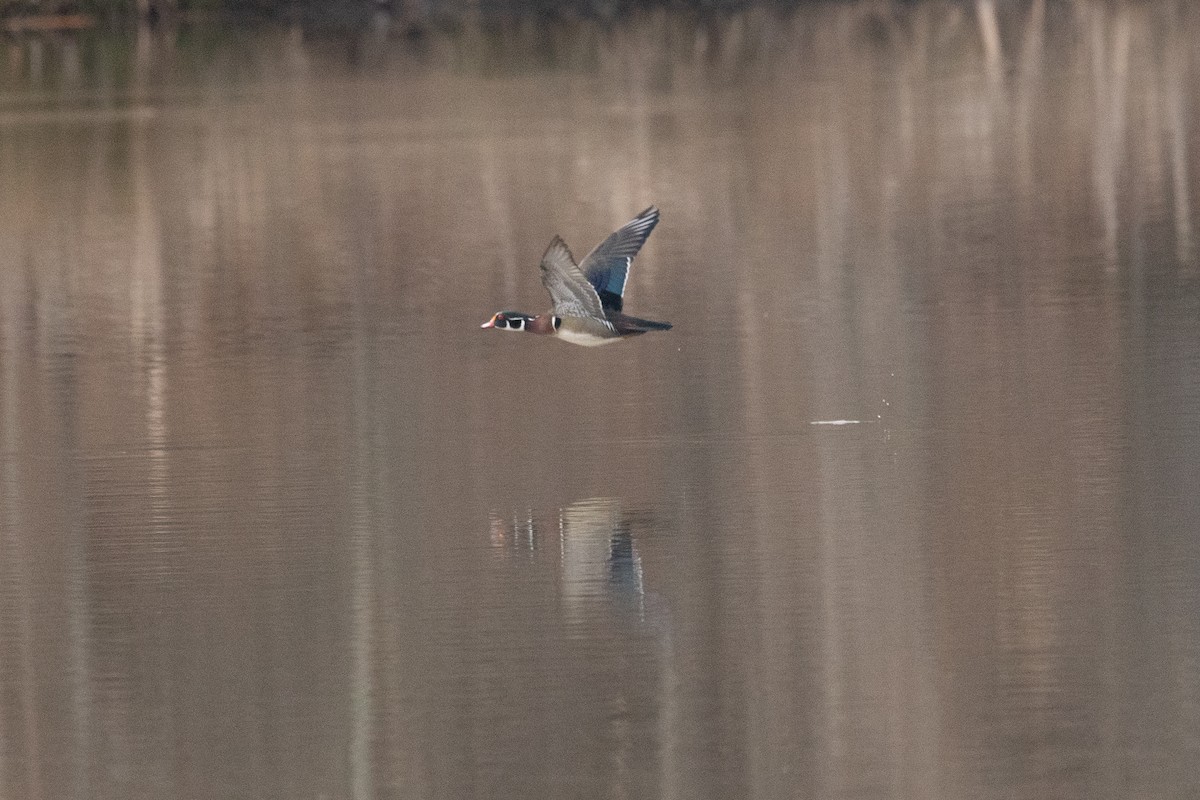 Wood Duck - ML631864398