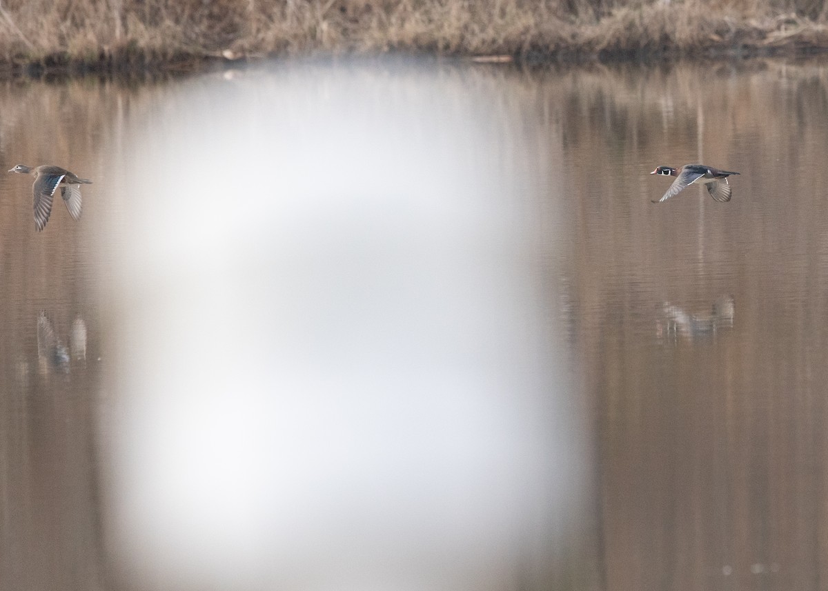 Wood Duck - ML631864399