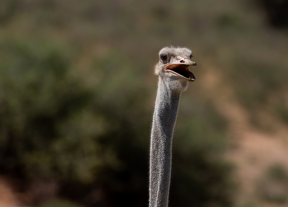 Common Ostrich - ML631864418