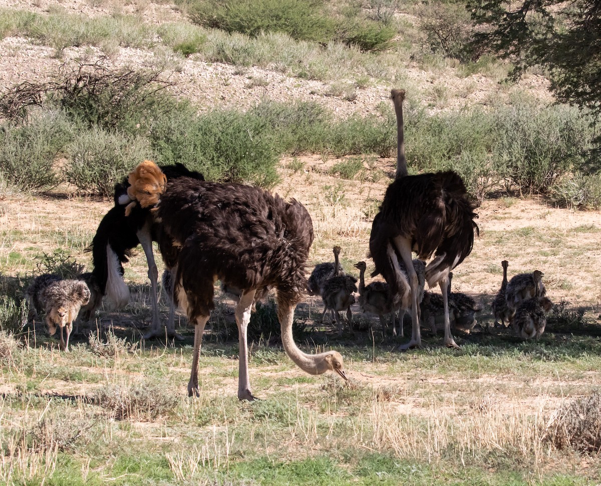 Common Ostrich - ML631864425