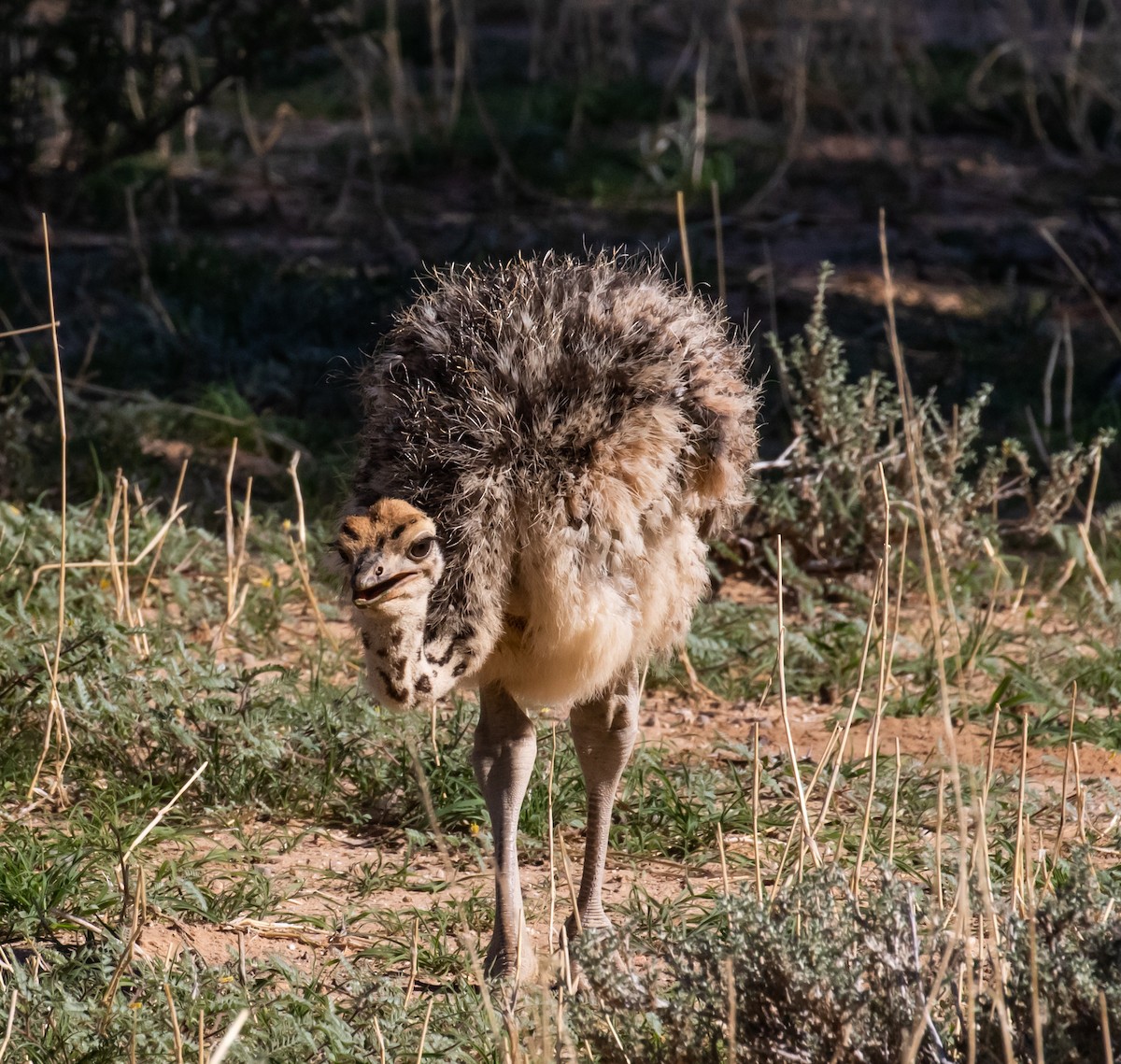 Common Ostrich - ML631864431