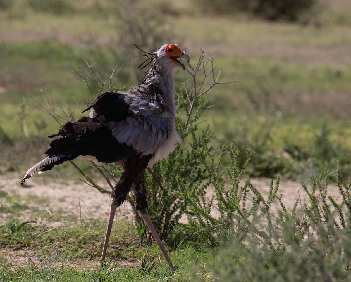 Secretarybird - ML631864473