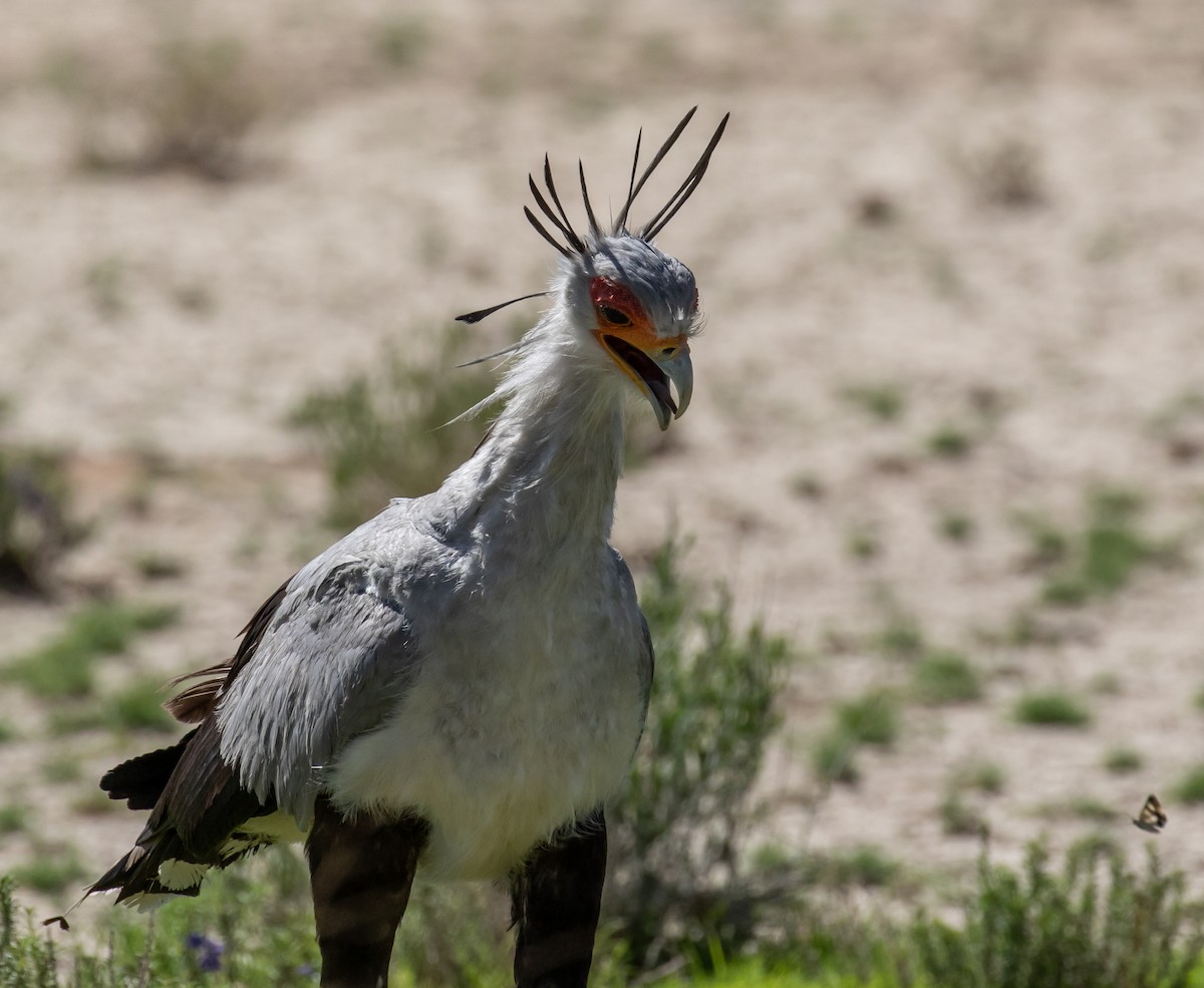 Secretarybird - ML631864477