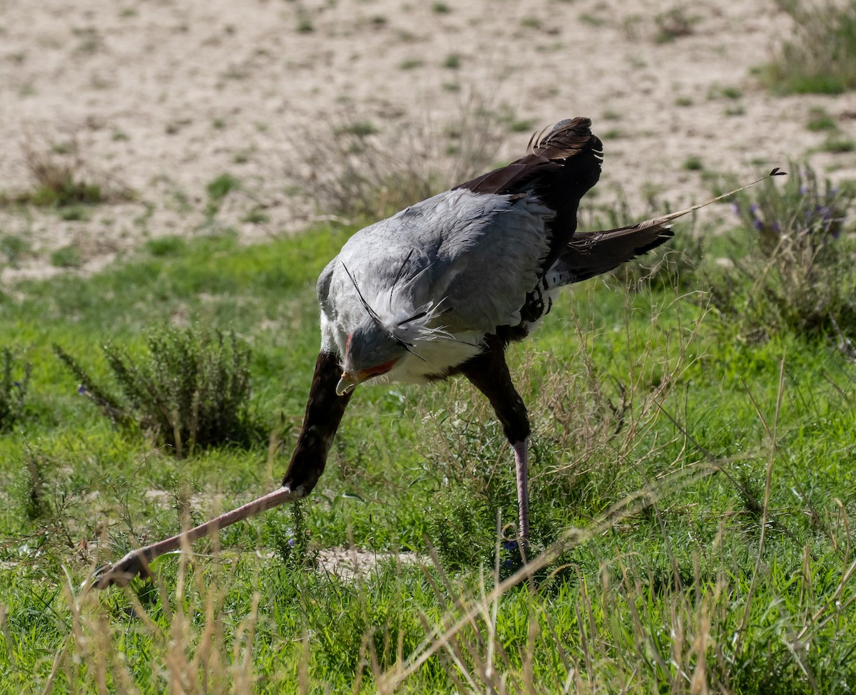 Secretarybird - ML631864493