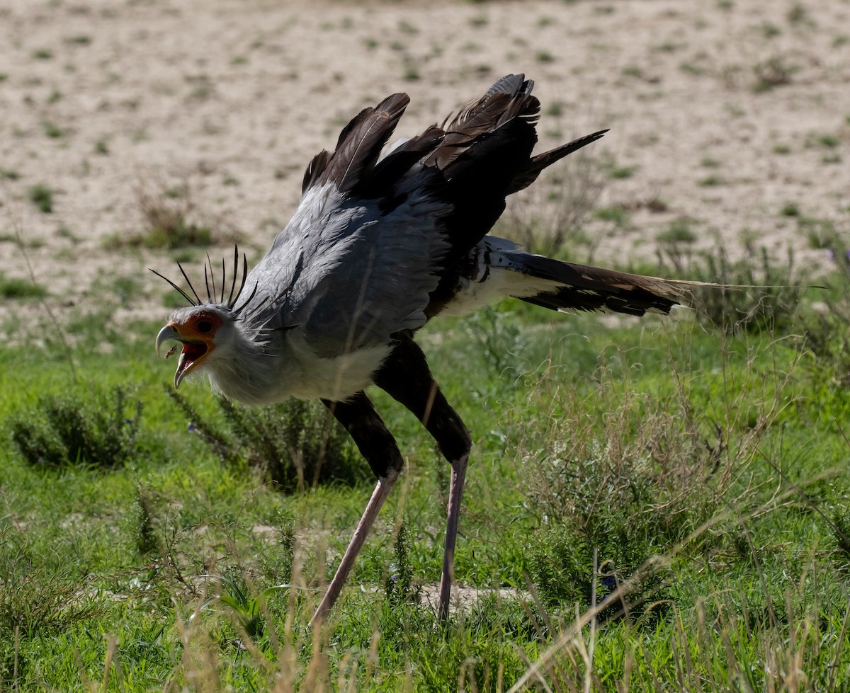 Secretarybird - ML631864500