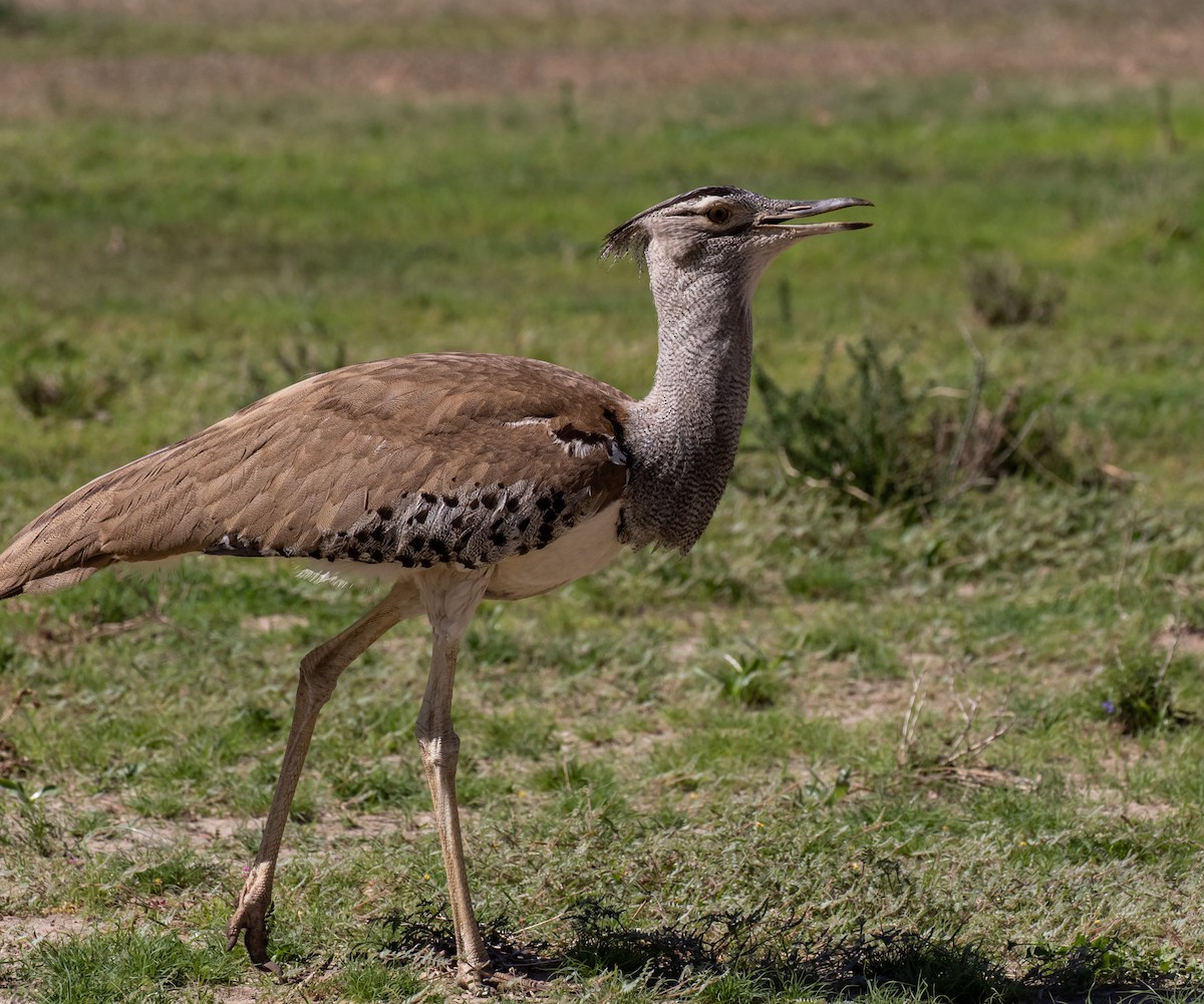 Kori Bustard - ML631864521