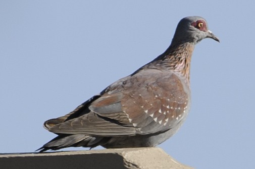 Speckled Pigeon - ML631864528