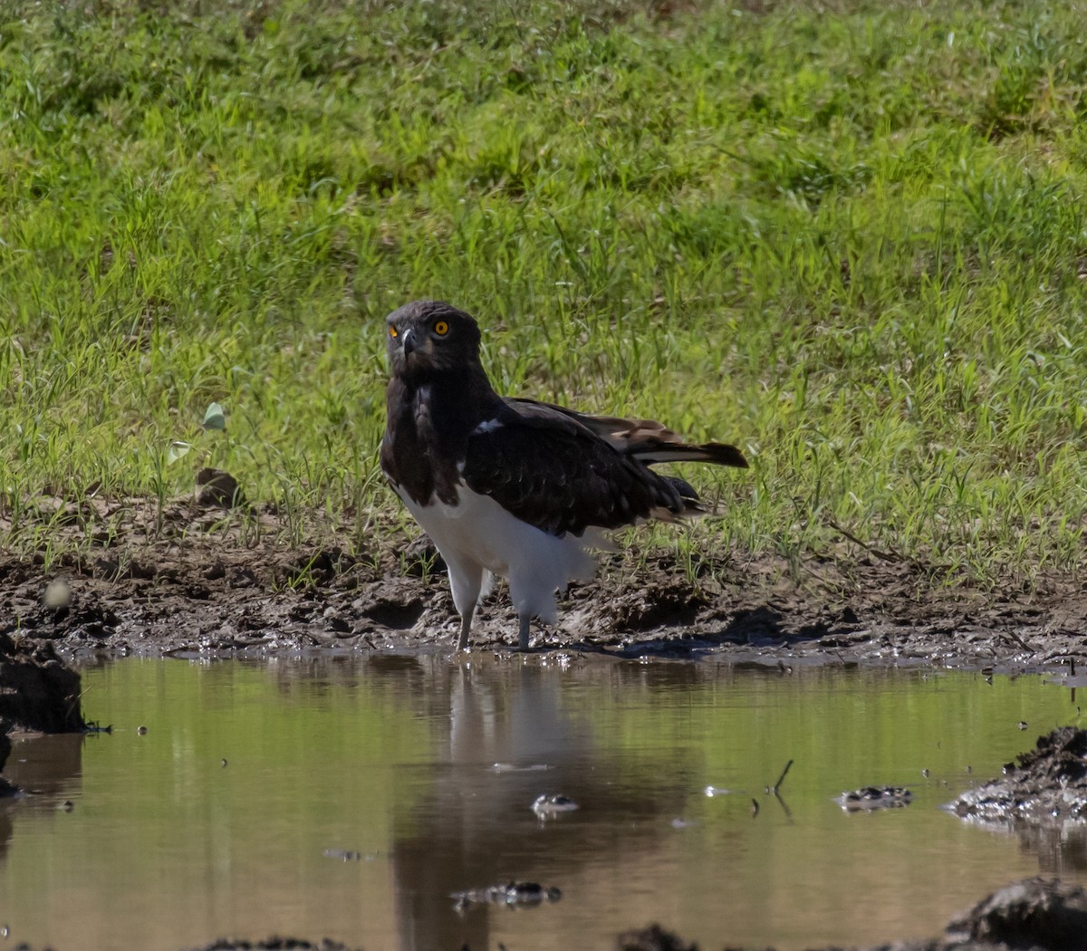 Black-chested Snake-Eagle - ML631864530