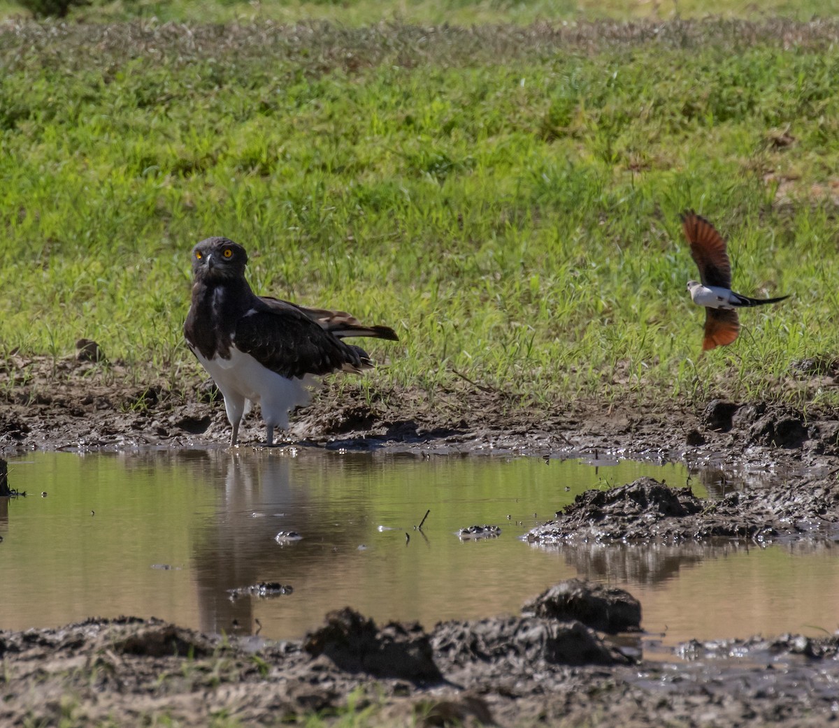 Black-chested Snake-Eagle - ML631864531