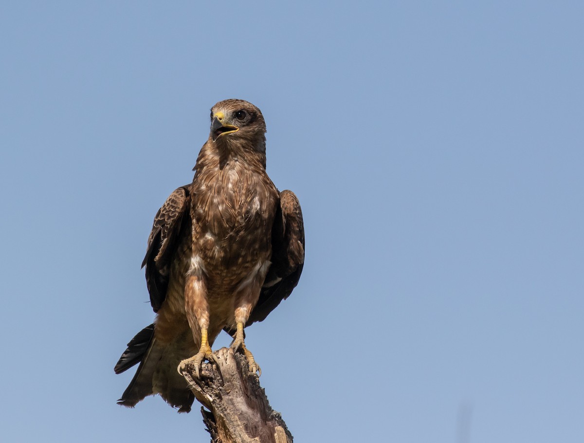Black Kite (Yellow-billed) - ML631864541