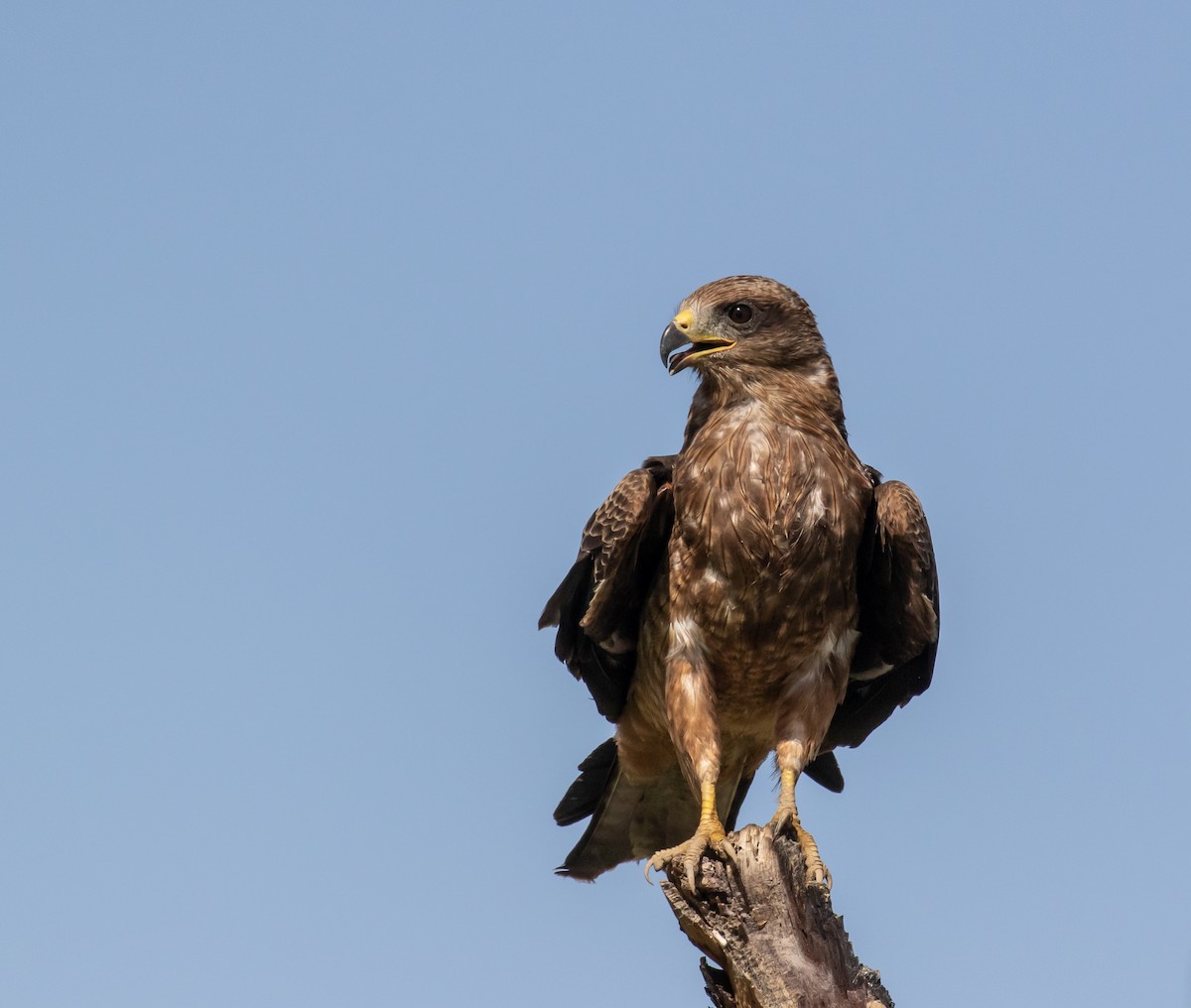 Black Kite (Yellow-billed) - ML631864547