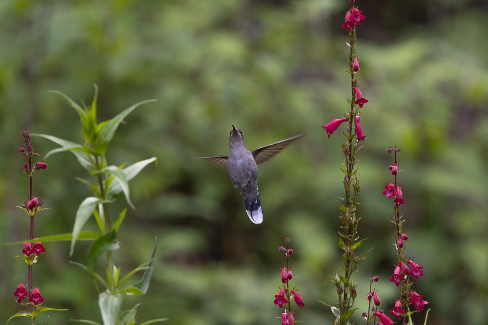 Blue-throated Mountain-gem - ML631864560