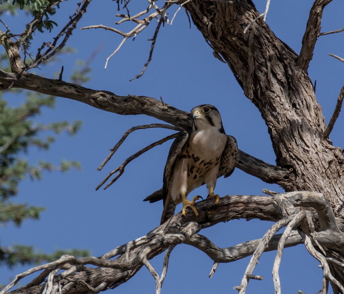 Lanner Falcon - ML631864572