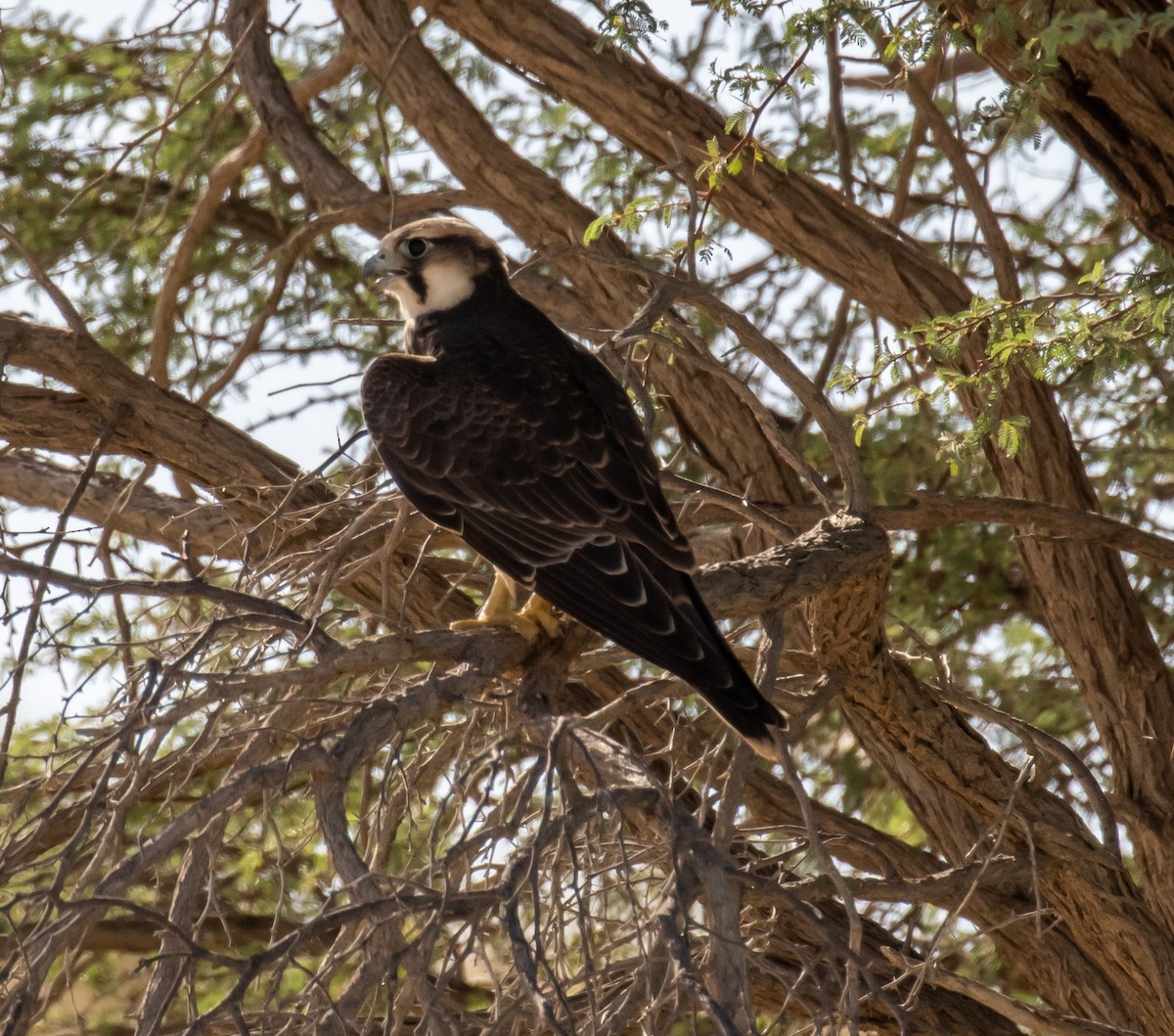 Lanner Falcon - ML631864580