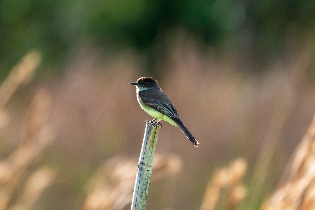 Eastern Phoebe - ML631865142