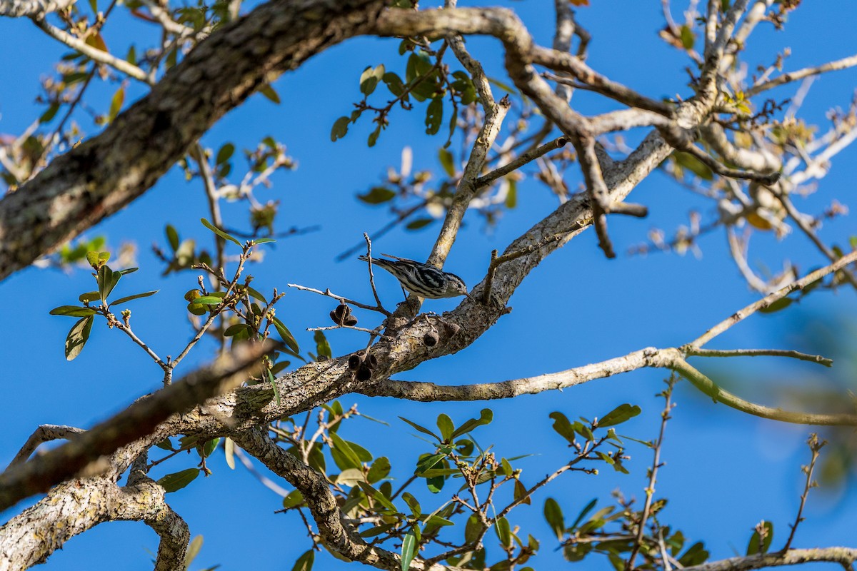 Black-and-white Warbler - ML631865148