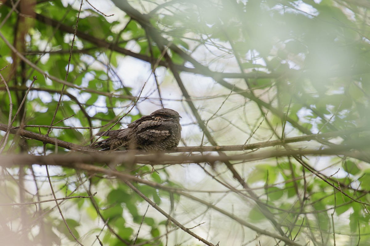 Eurasian Nightjar - ML631865182