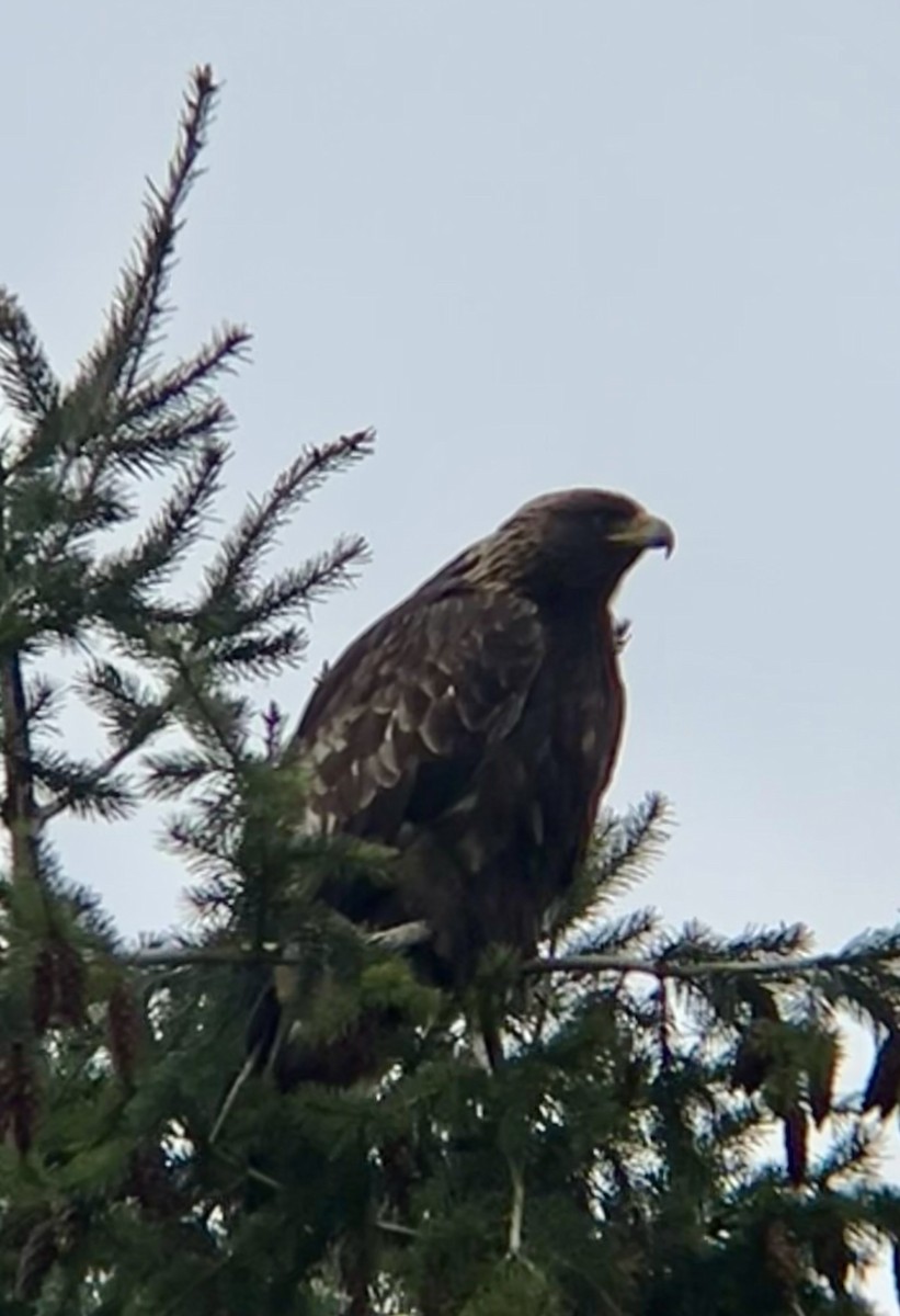 Golden Eagle - ML631865218