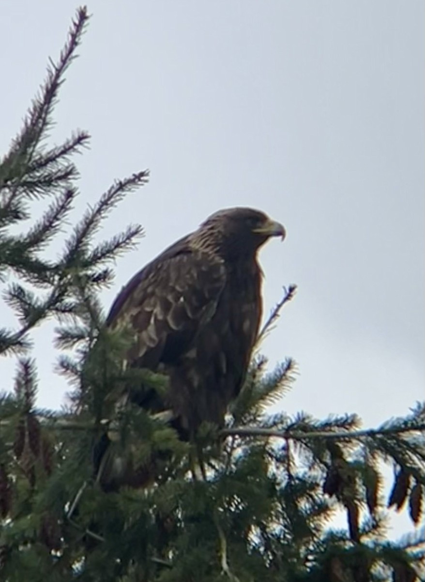 Golden Eagle - ML631865219