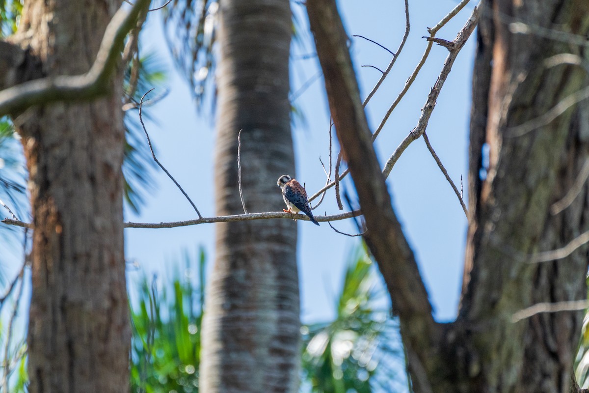 American Kestrel - ML631865227