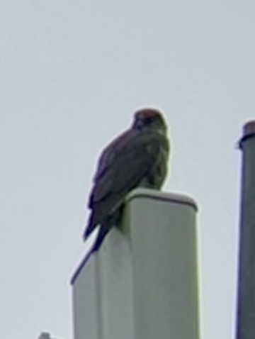 Gyrfalcon - ML631865263