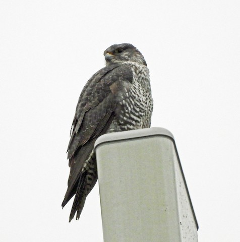 Gyrfalcon - ML631865264