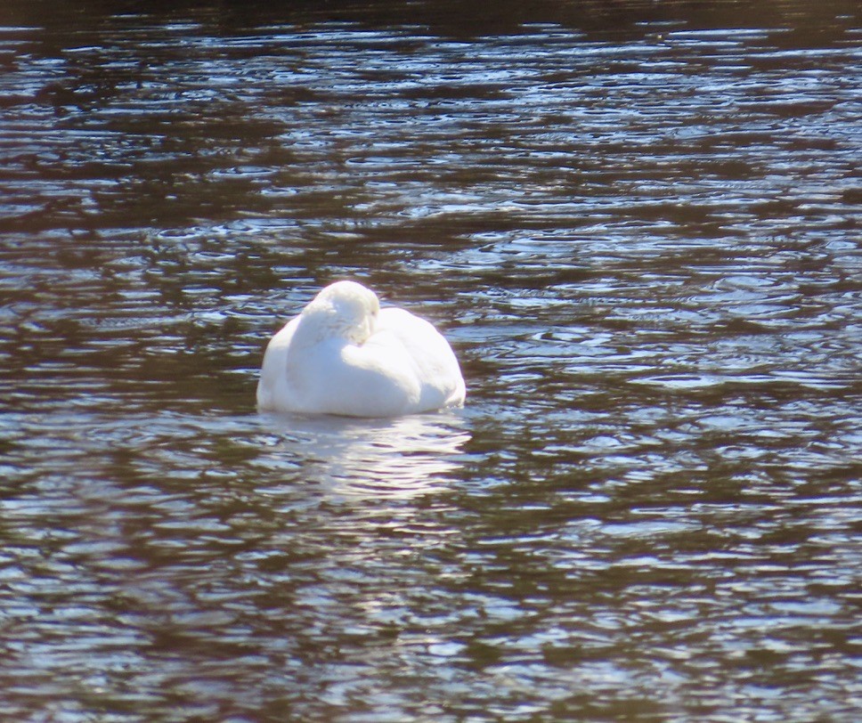 Snow Goose - ML631865483