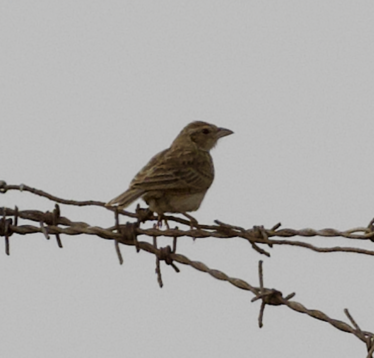 Singing Bushlark (Singing) - ML631865629