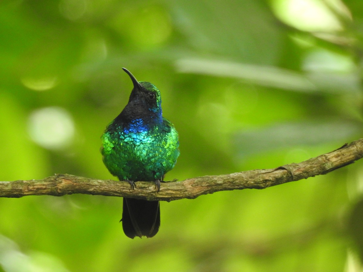 Santa Marta Sabrewing - ML631865704