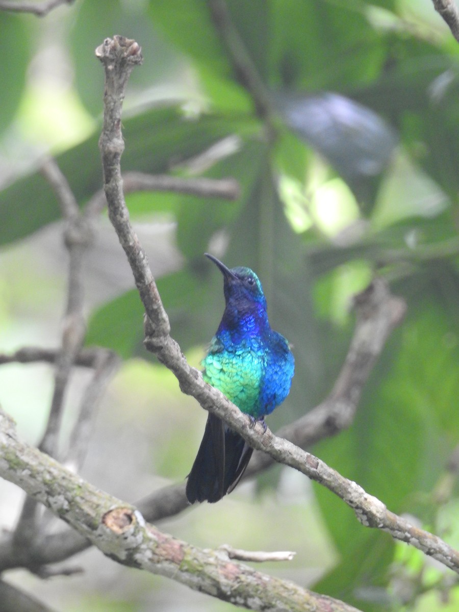 Santa Marta Sabrewing - ML631865709