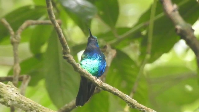 Santa Marta Sabrewing - ML631865716