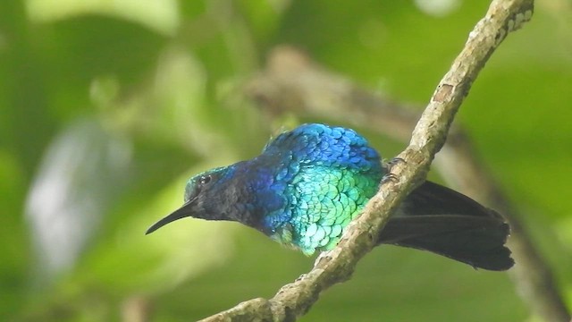 Santa Marta Sabrewing - ML631865718