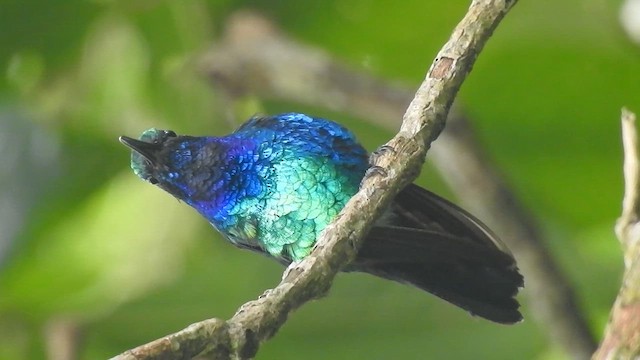 Santa Marta Sabrewing - ML631865730