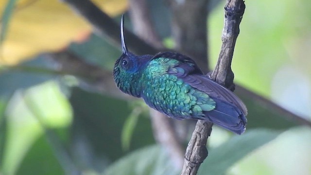 Santa Marta Sabrewing - ML631865732