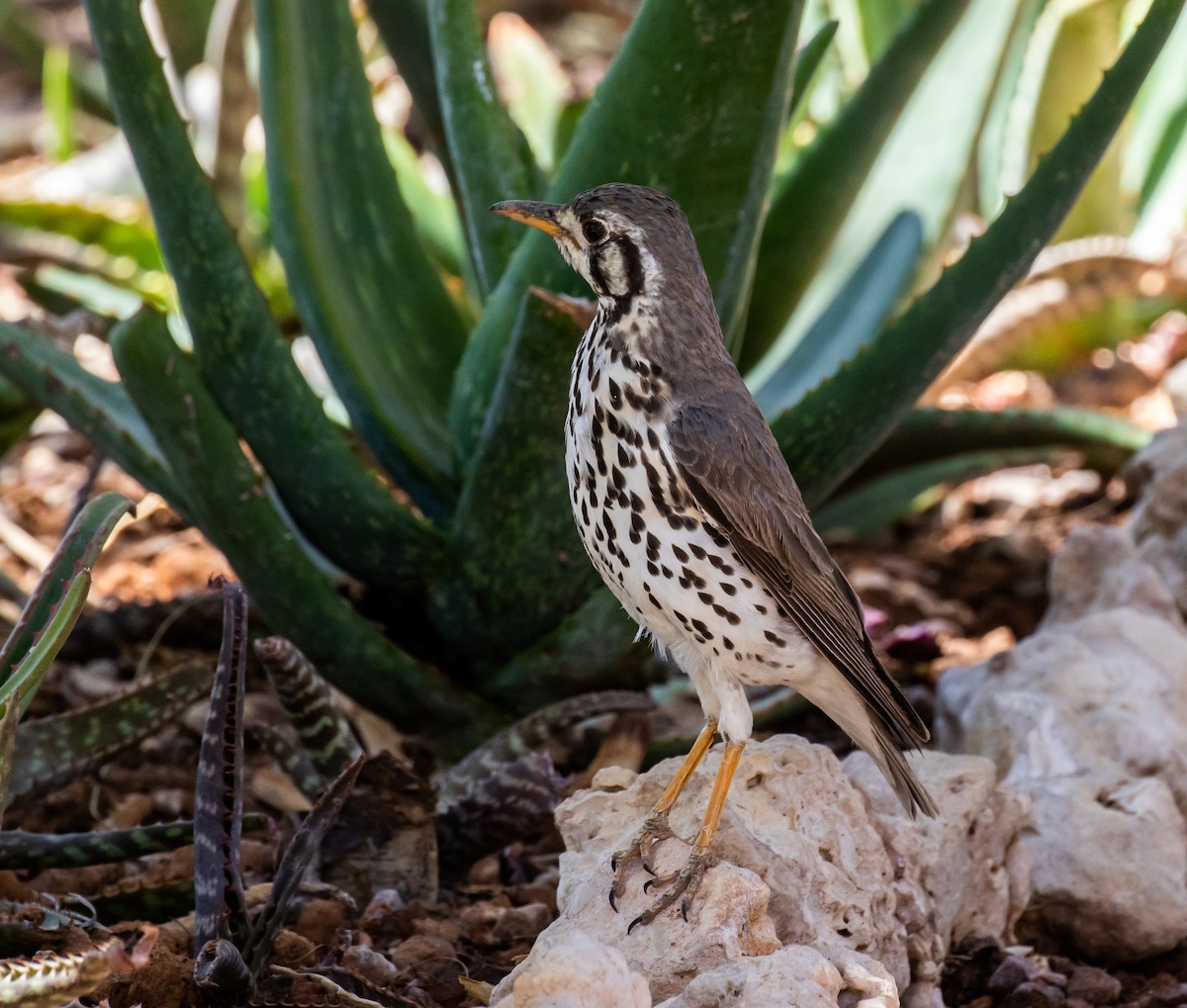 Groundscraper Thrush - ML631865764