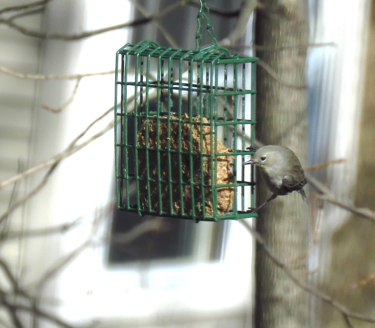 Yellow-rumped Warbler - ML631865793