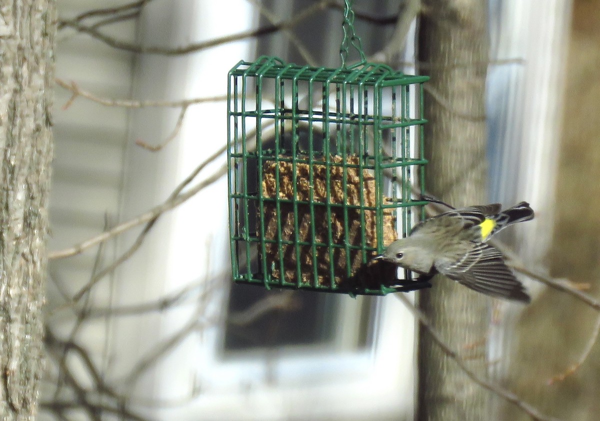 Yellow-rumped Warbler - ML631865794