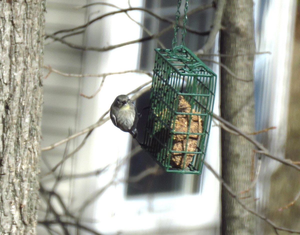 Yellow-rumped Warbler - ML631865795