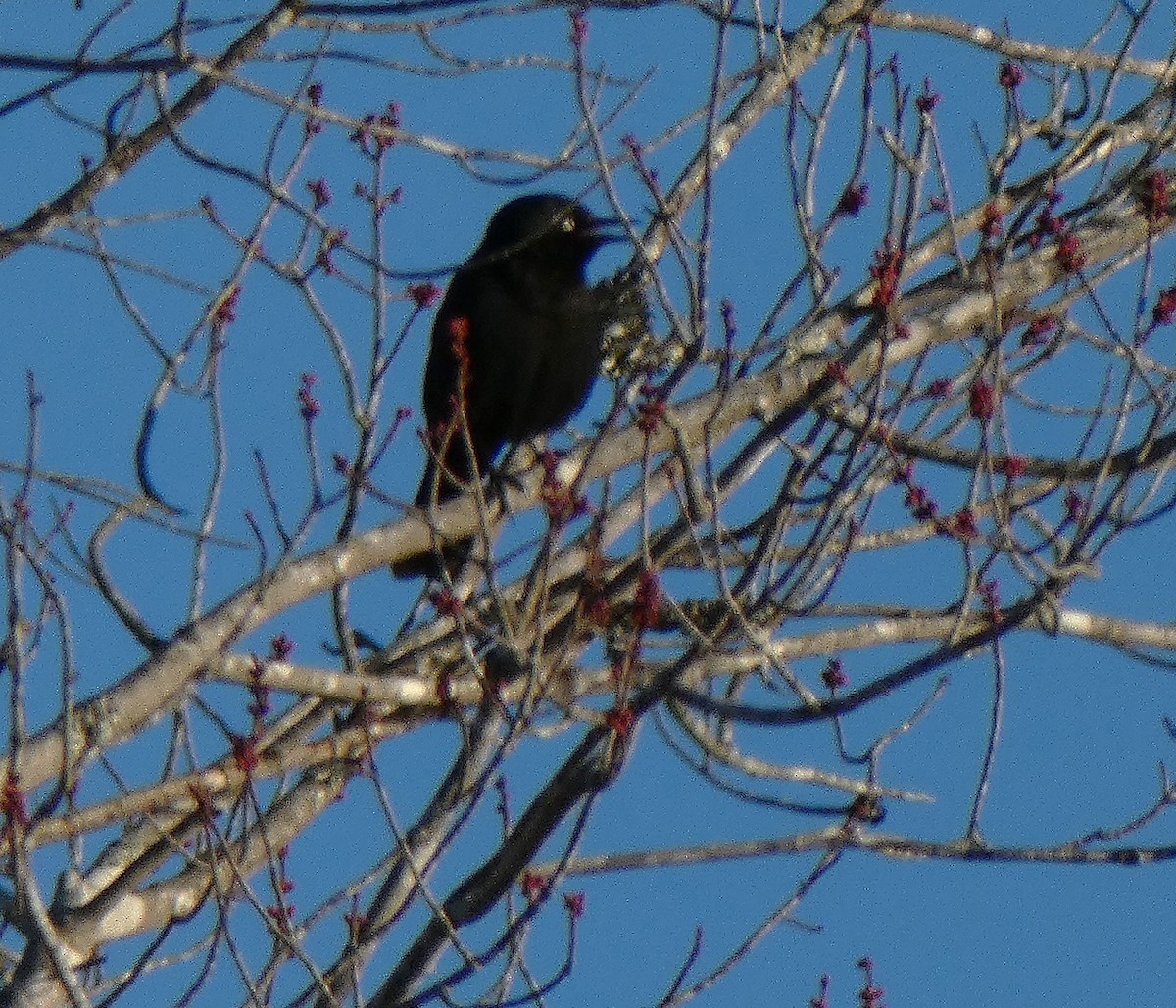 Rusty Blackbird - ML631865832