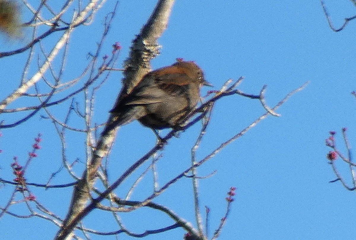Rusty Blackbird - ML631865833