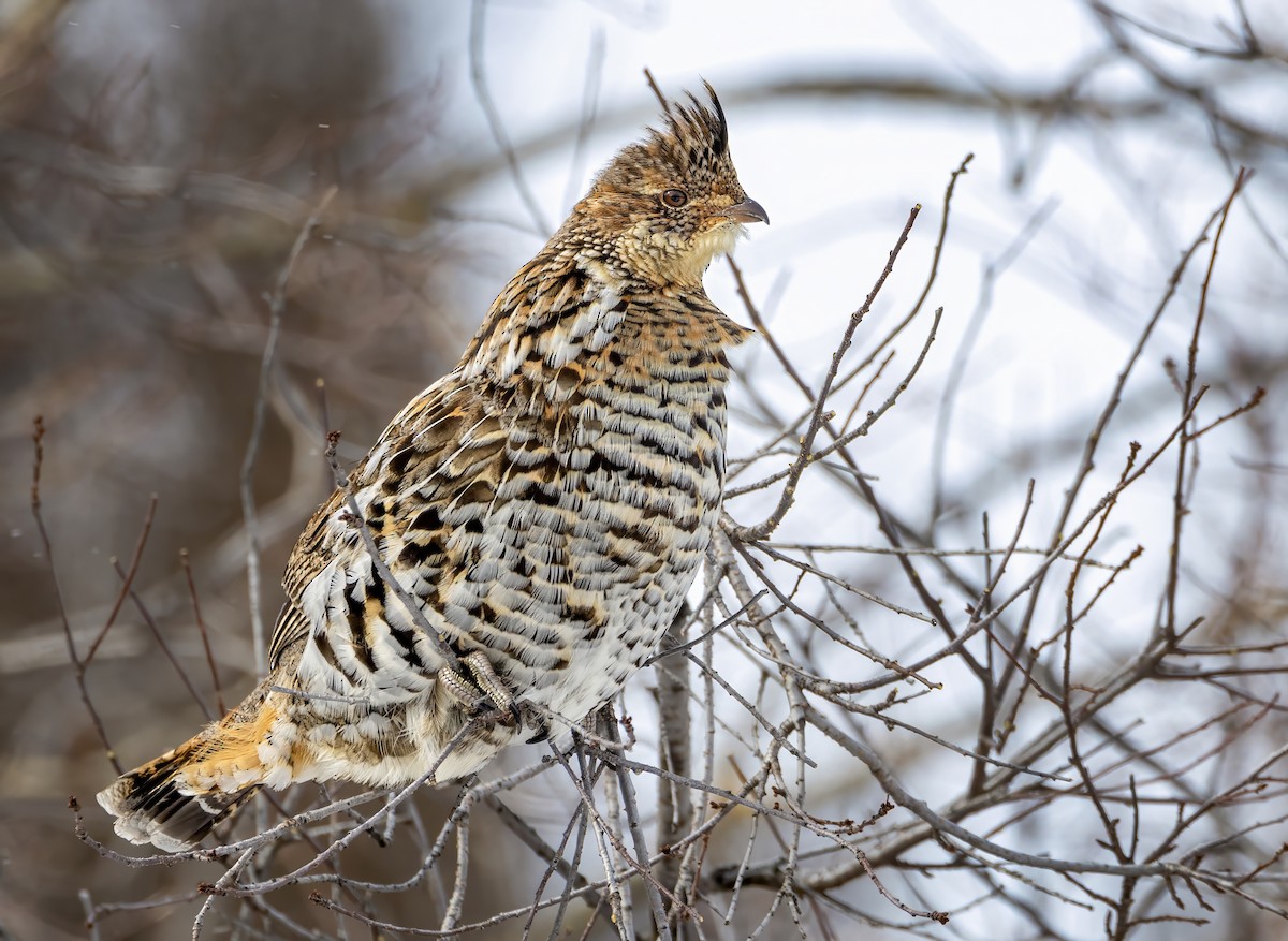 Ruffed Grouse - ML631865834