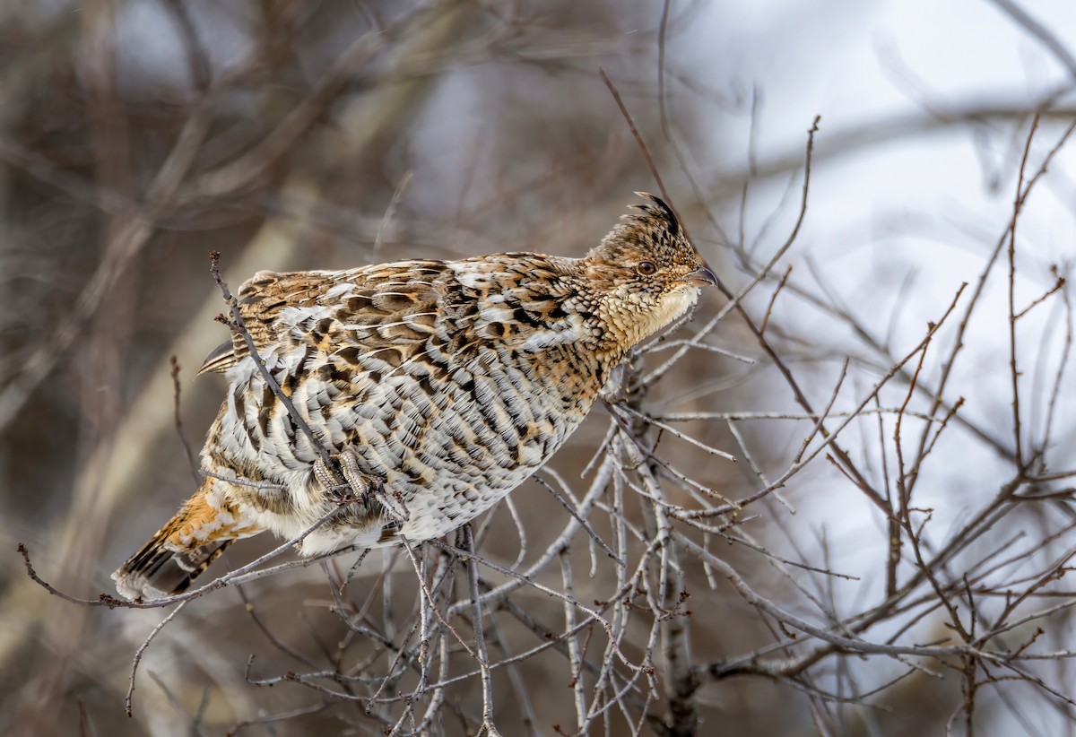 Ruffed Grouse - ML631865835