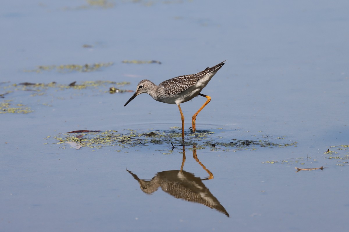 Lesser Yellowlegs - ML631865857