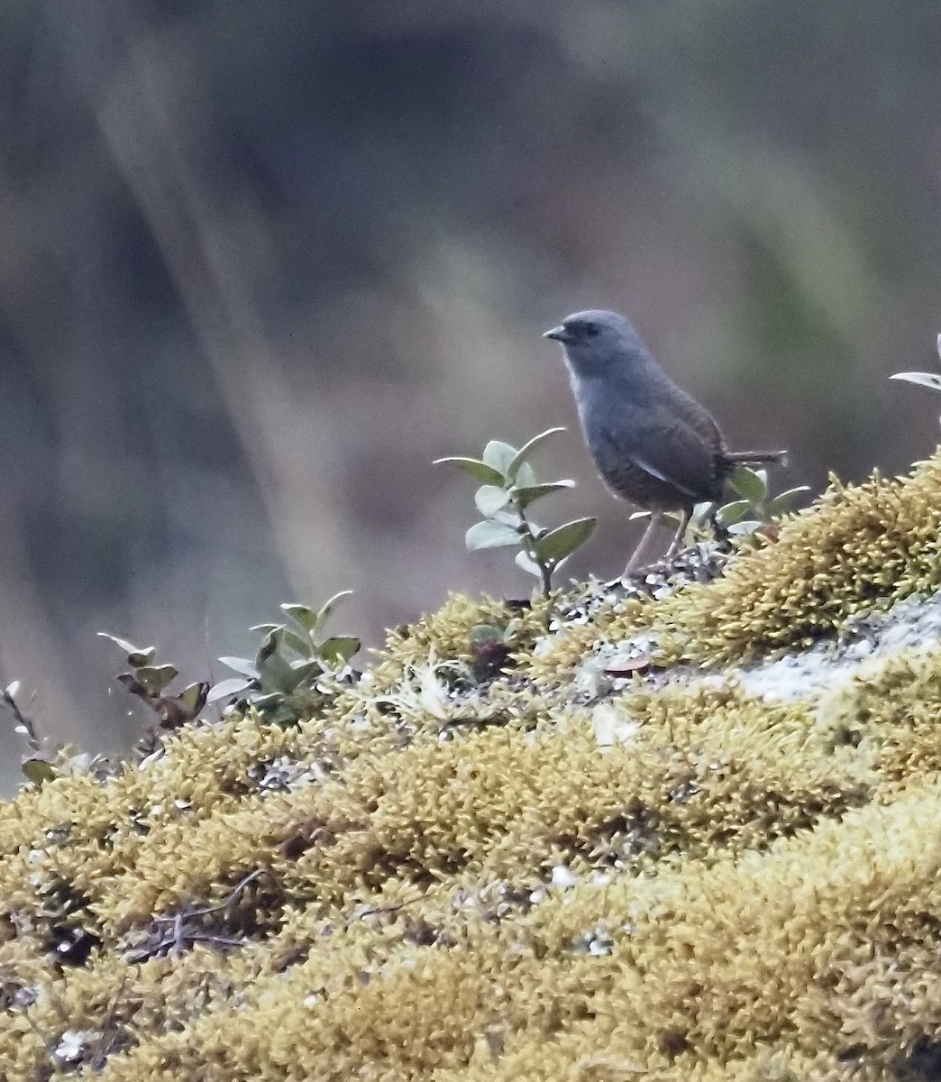 Jalca Tapaculo - ML631865893