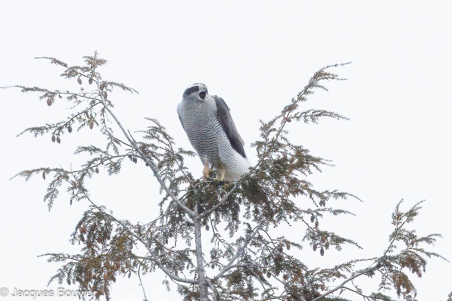 American Goshawk - ML631865967