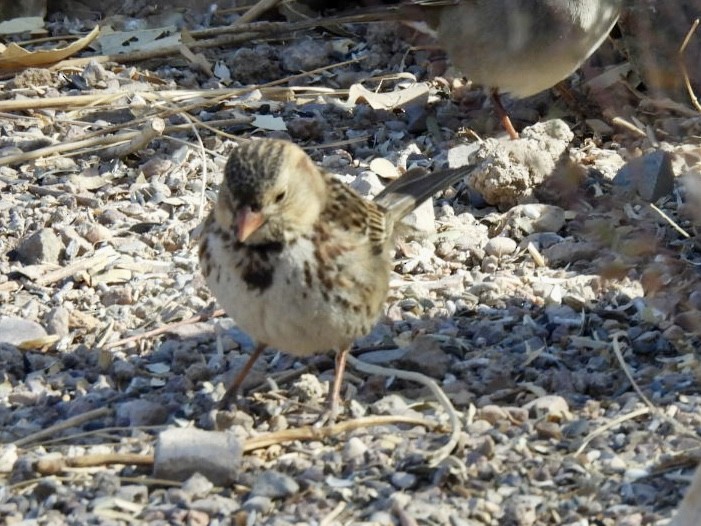 Harris's Sparrow - ML631866046