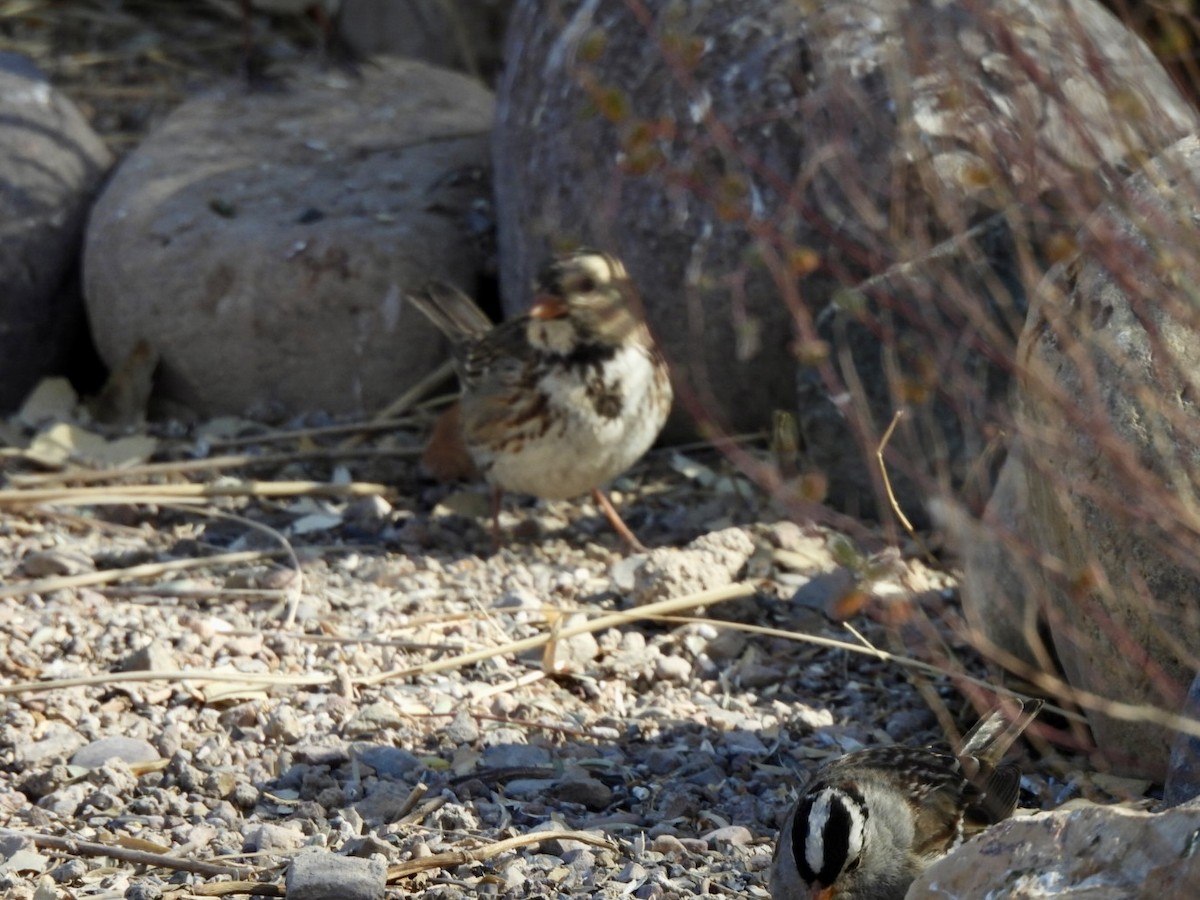 Harris's Sparrow - ML631866078