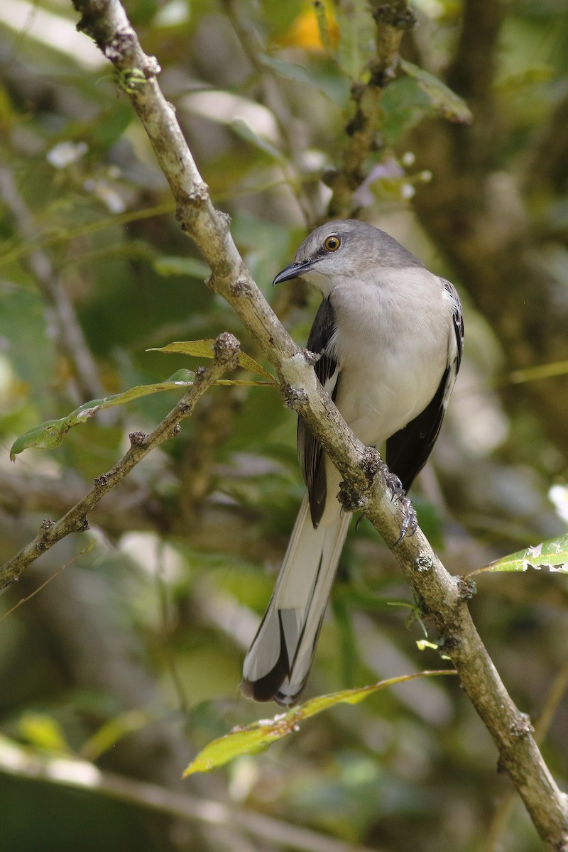 Northern Mockingbird - ML631866149