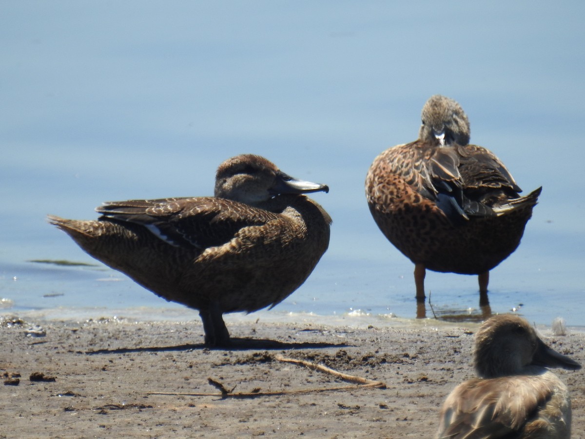 Black-headed Duck - ML631866159